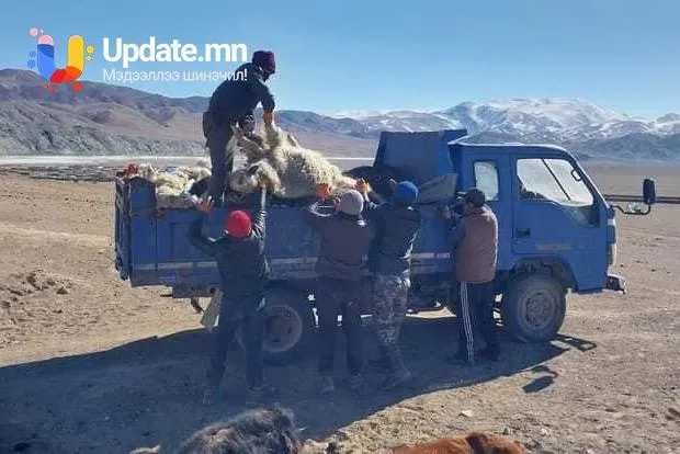 Малын сэг зэмийн устгалыг ирэх 7 хоногт эхлүүлнэ
