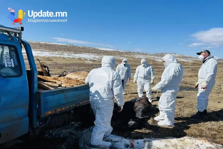 Аймгийн хэмжээнд 3652 малын сэг зэмийг устгаад байна