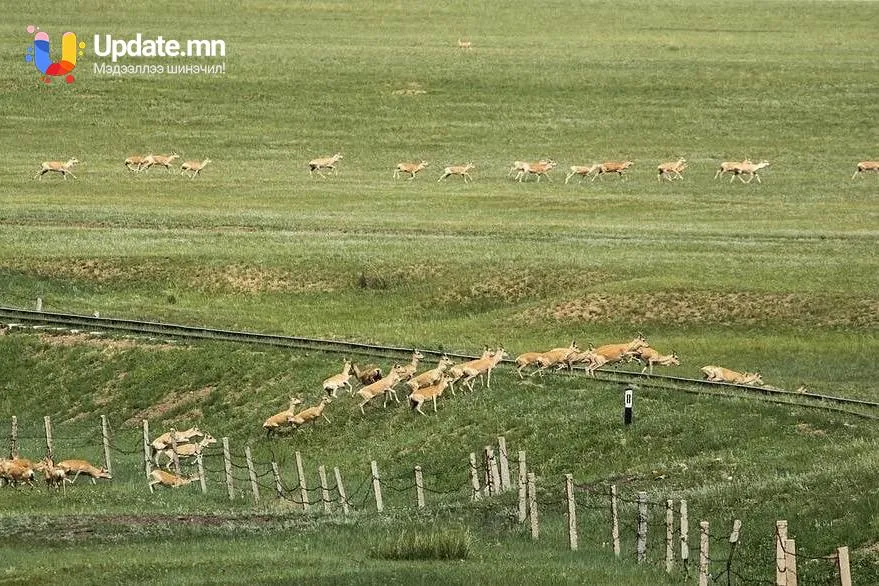 Зэрлэг амьтдыг хамгаалах стандарт батлагдлаа